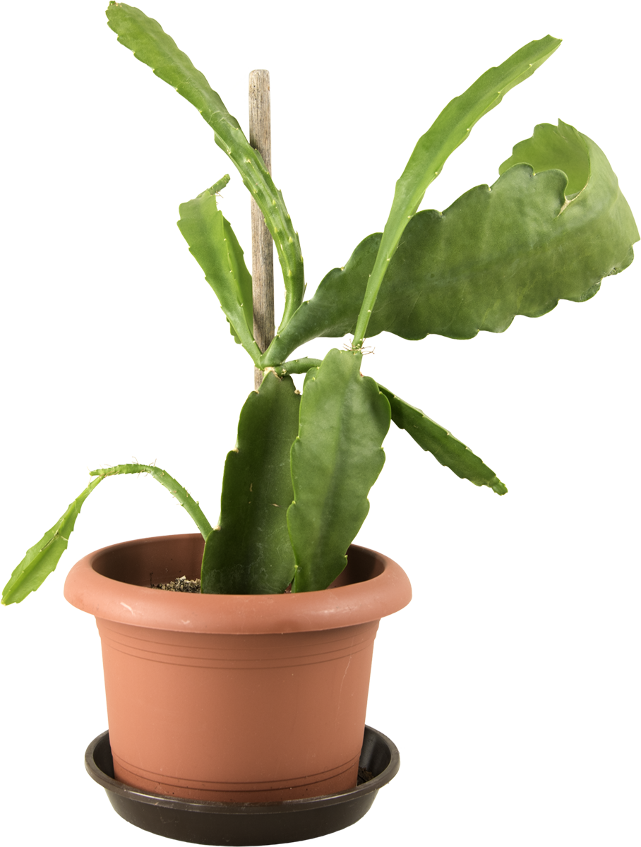 Ableger von Hilde Raduschs Kaktus in Blumentopf